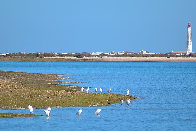 Private Ria Formosa Natural Park Boat Cruise from Faro - Forty-five minutes on Ilha do Farol
