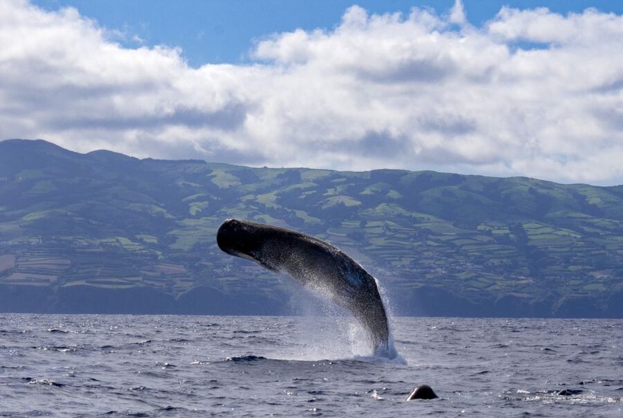 Rabo de Peixe: Sperm Whale Sanctuary Expedition - Key points at a glance