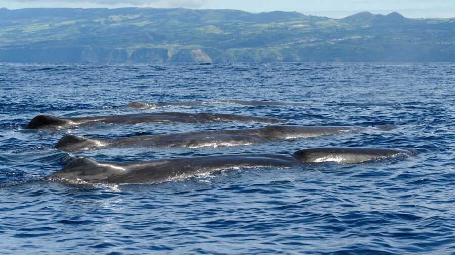 Rabo de Peixe: Sperm Whale Sanctuary Expedition - Practical planning for a smoother outing