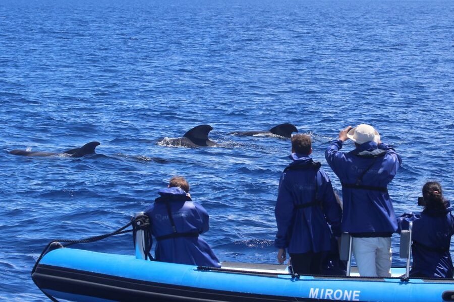 Rabo de Peixe: Sperm Whale Sanctuary Expedition - Dolphins and other Atlantic wildlife
