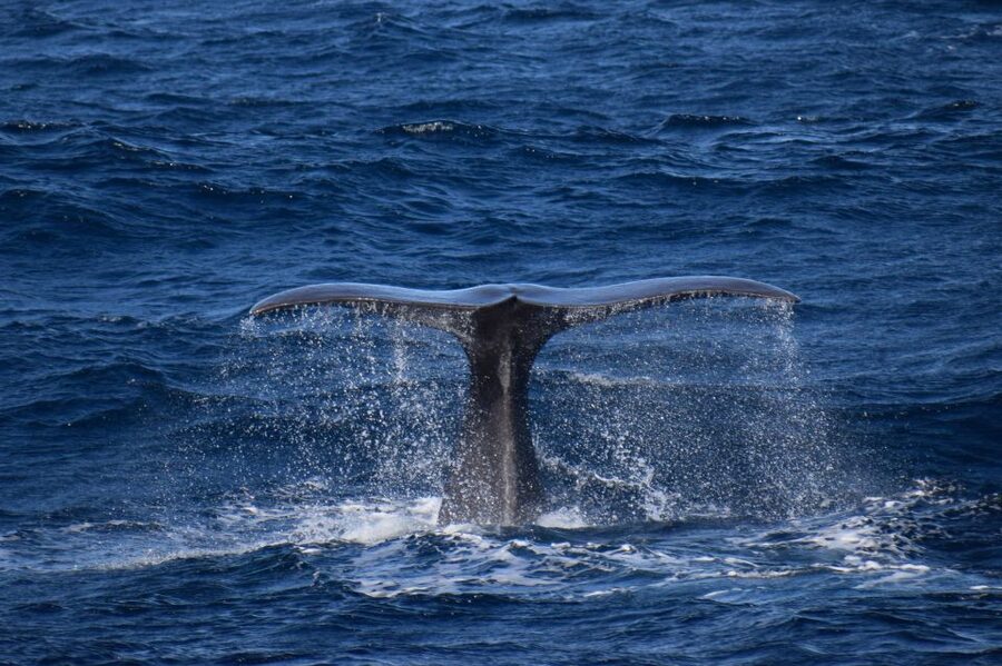 Rabo de Peixe: Sperm Whale Sanctuary Expedition - Learning from the marine biologist on board