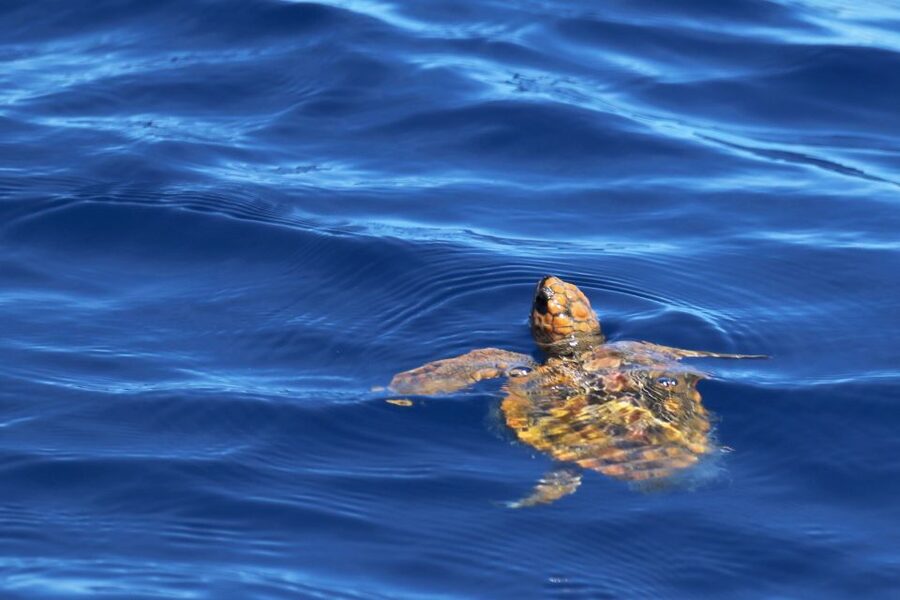 Rabo de Peixe: Sperm Whale Sanctuary Expedition - Returning to Rabo de Peixe Harbor