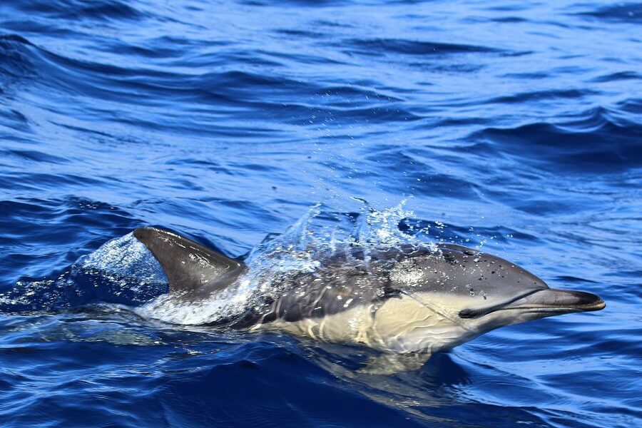 Rabo de Peixe: Sperm Whale Sanctuary Expedition - Who should book this boat trip?