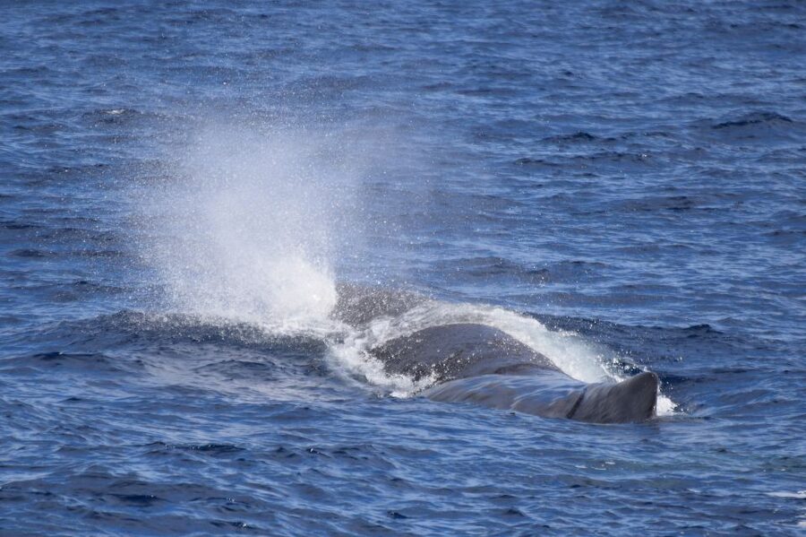 Rabo de Peixe: Sperm Whale Sanctuary Expedition - Along São Miguel’s northern coast