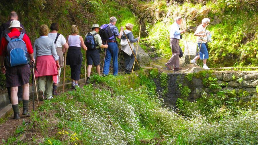Referta / Castelejo - Levada Walk - Native plants, giant growth, and island ecology