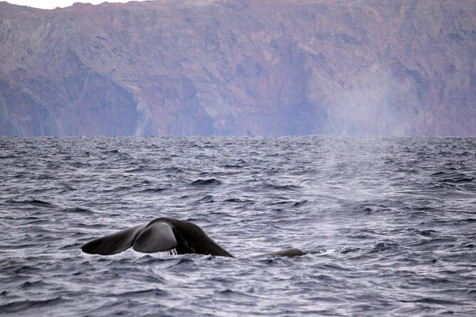 Responsible Whales and/or Dolphins Watching Tour - The first minutes on the custom-built speedboat