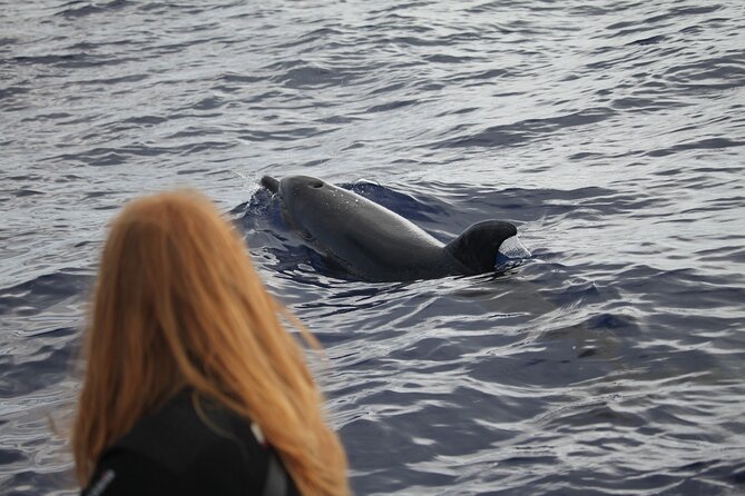 Responsible Whales and/or Dolphins Watching Tour - What you might see during the two hours