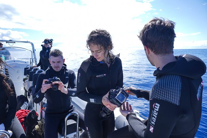 Responsible Whales and/or Dolphins Watching Tour - Marine biologists who make the trip better