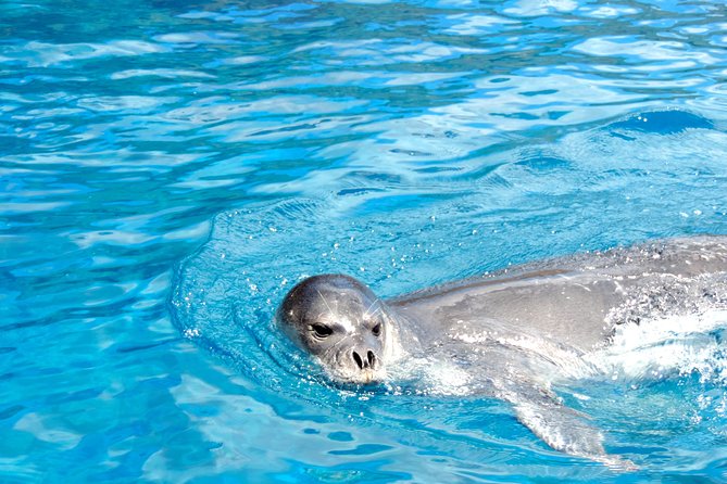Responsible Whales and/or Dolphins Watching Tour - Comfort, safety, and the front-seat question