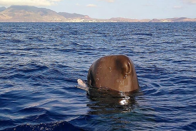 Responsible Whales and/or Dolphins Watching Tour - Is $59.28 a fair price for two hours?