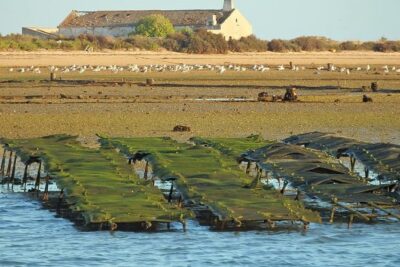 Ria Formosa – Boat trip to the 3 Islands: Armona | Culatra Island | Lighthouse