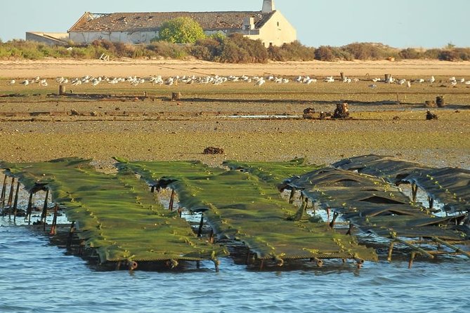 Ria Formosa - Boat trip to the 3 Islands: Armona | Culatra Island | Lighthouse - The final choice, Armona or Praia Deserta