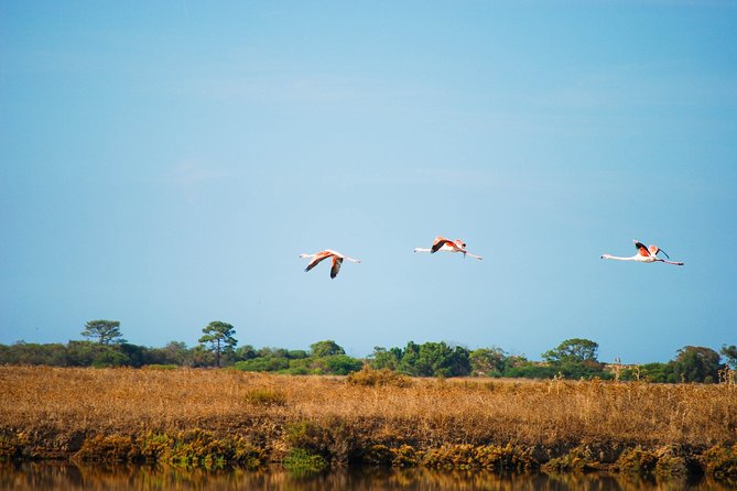 Ria Formosa Natural Park Birdwatching Segway Tour from Faro - Why this Faro outing works