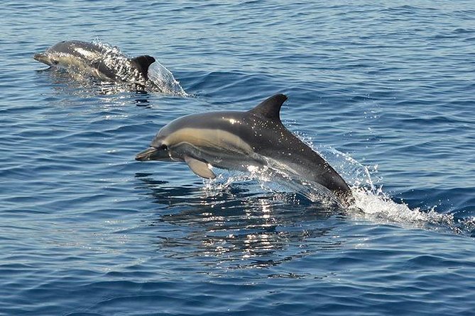 Safari & Boat Tour - Mountains & Dolphins - A pause at Albufeira Marina
