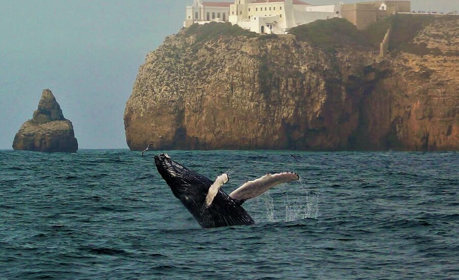 Sagres Wildlife Adventure: Dolphin and Whale Watching Tour - Key points to know before you book