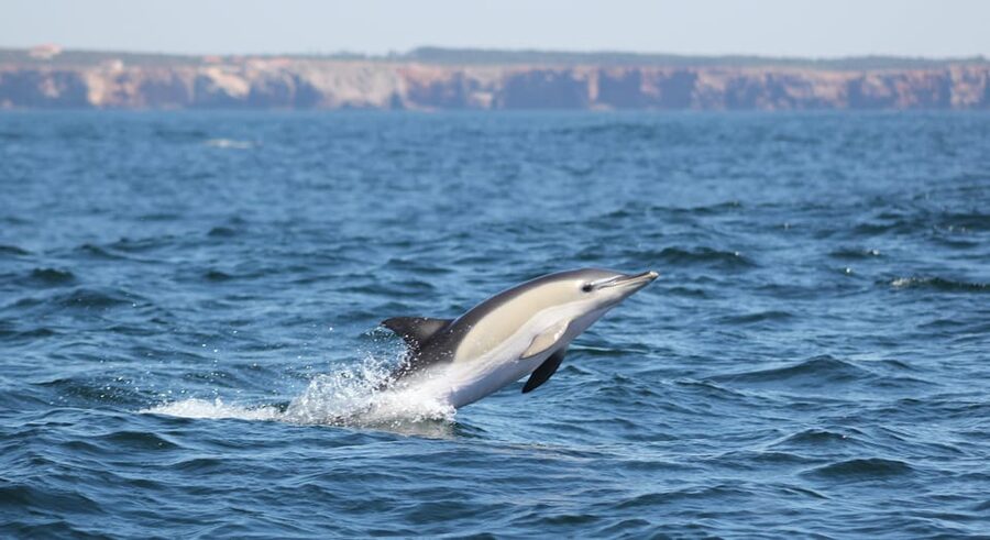 Sagres Wildlife Adventure: Dolphin and Whale Watching Tour - The marine biologist changes the experience