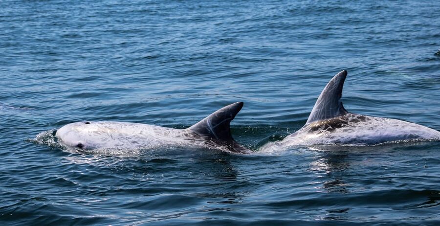 Sagres Wildlife Adventure: Dolphin and Whale Watching Tour - Weather, minimum numbers, and seasonal planning