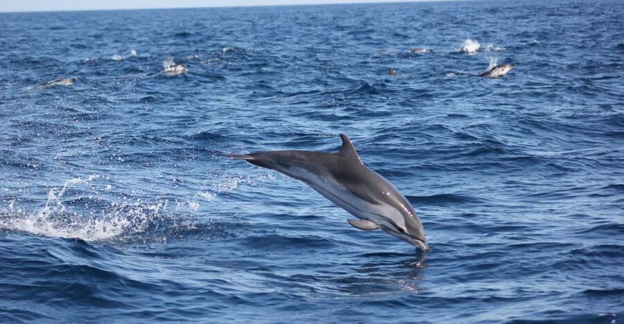 Sagres: Wildlife Tour Dolphins and Caves - A marine biologist adds more than facts