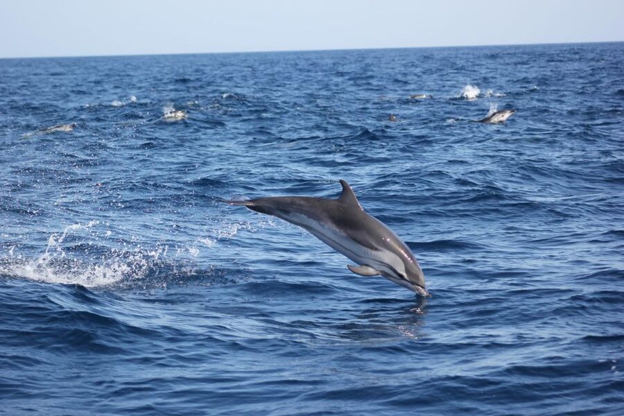 Sagres: Wildlife Tour Dolphins and Caves - Weather, comfort, and the honest tradeoffs