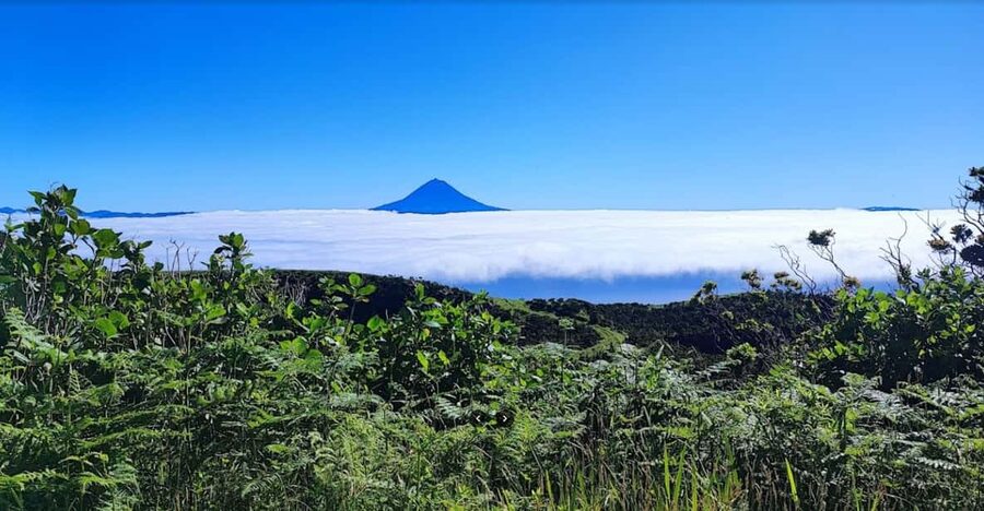 São Jorge: Island, Forest Reserve & Fajãs Guided Tour - Europe’s first complete coffee plantation