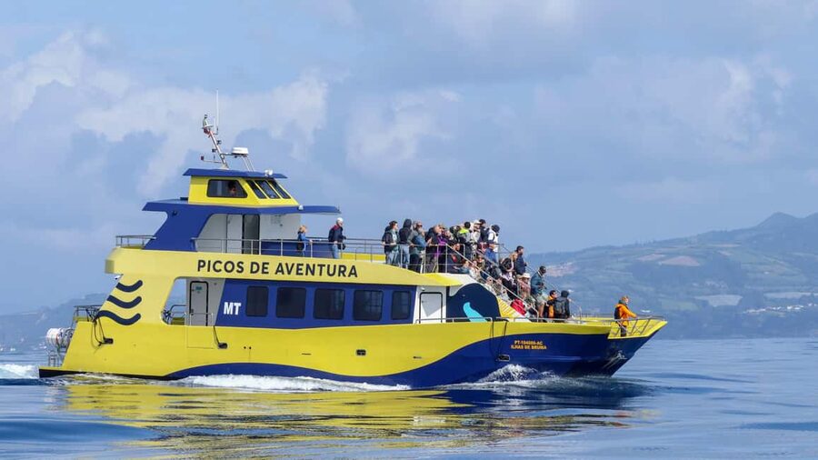São Miguel Azores: Half-Day Whale Watching Trip - Key points before you book