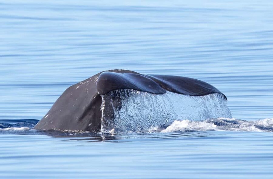 São Miguel Azores: Half-Day Whale Watching Trip - Why São Miguel is such a good place for whales