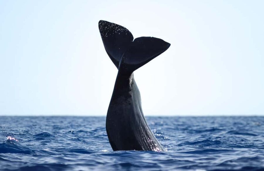 São Miguel Azores: Half-Day Whale Watching Trip - The boat choice changes the whole mood