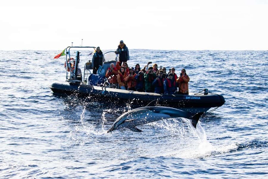 São Miguel Azores: Half-Day Whale Watching Trip - Finding the animals in open Atlantic water