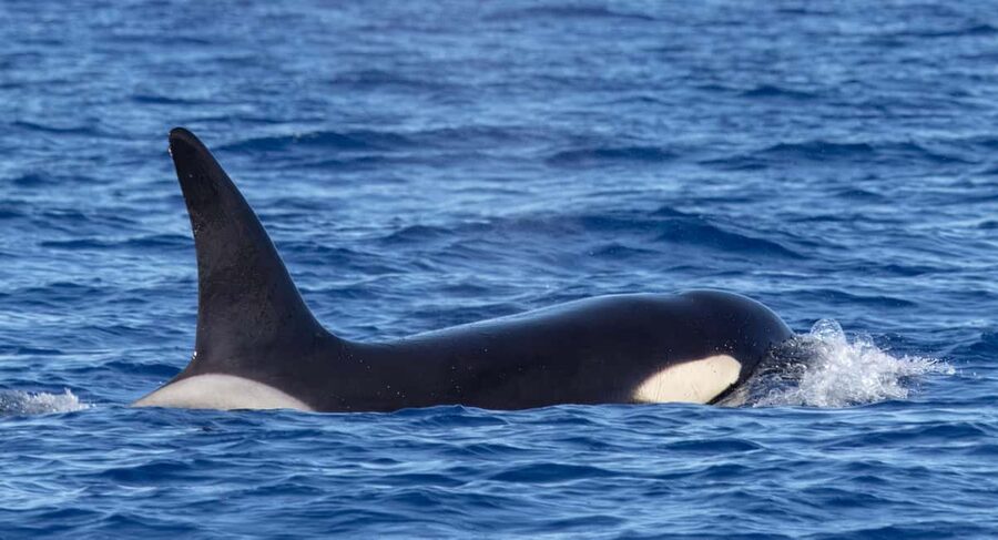 São Miguel Azores: Half-Day Whale Watching Trip - Responsible viewing is more than a slogan