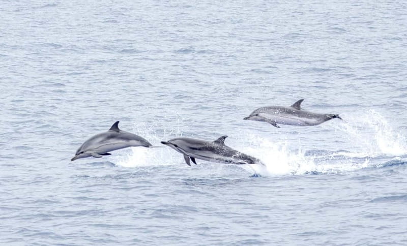 São Miguel Azores: Half-Day Whale Watching Trip - Price, refunds, and what you receive