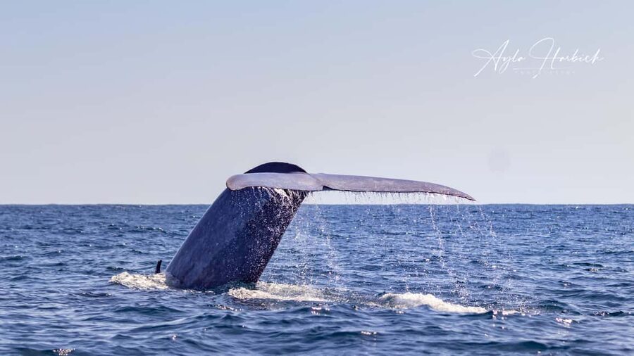São Miguel Azores: Half-Day Whale Watching Trip - Weather, comfort, and who should skip it