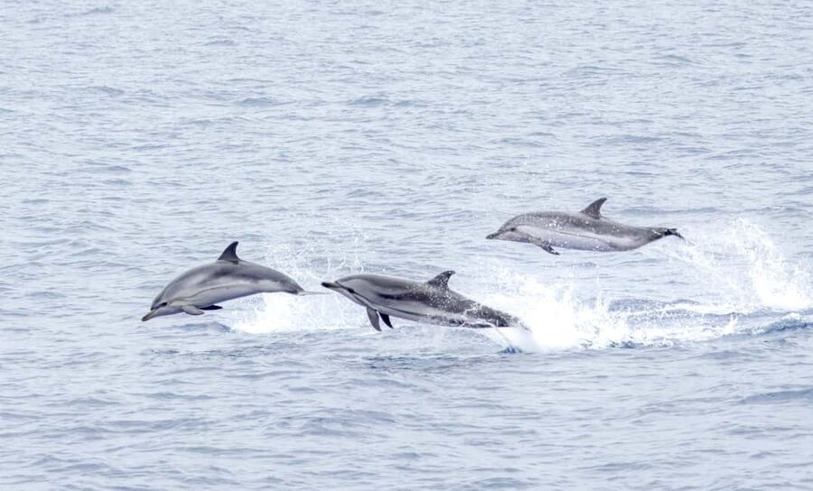 São Miguel Azores: Half-Day Whale Watching Trip - Meeting the crew and preparing for the sea