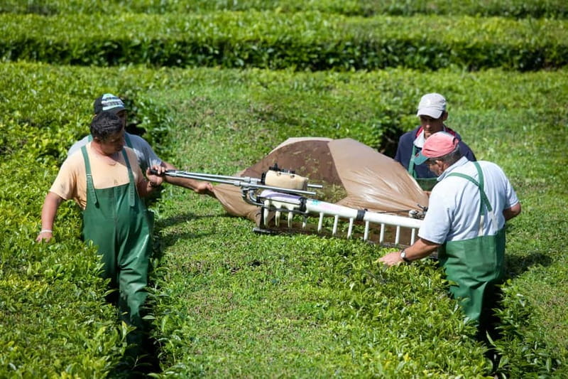 São Miguel: Furnas Volcano & Tea Plantation Tour & Lunch - What the $85 price really covers