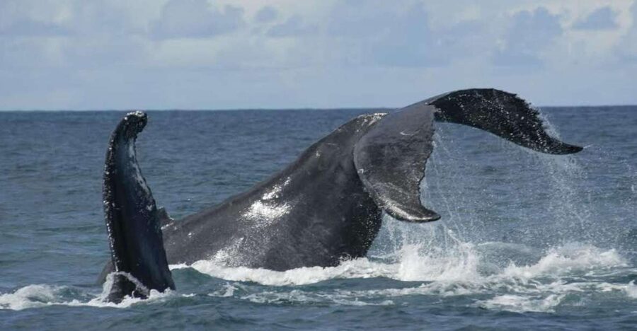 São Miguel: Whales & Volcano Full-Day Tour with Lunch - What the sea portion can and cannot promise