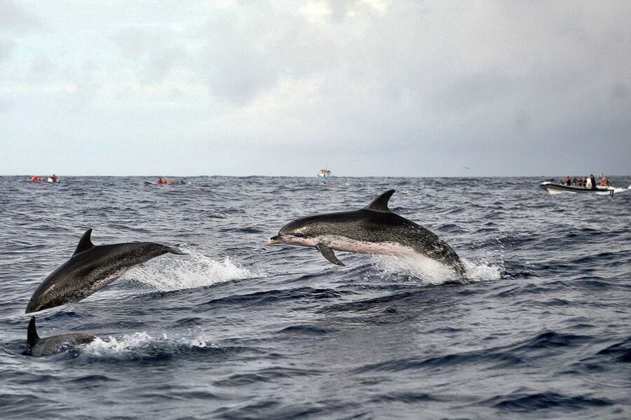 São Miguel: Whales & Volcano Full-Day Tour with Lunch - Lunch gives the day a useful local pause