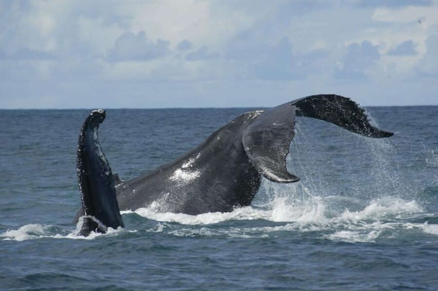 São Miguel: Whales & Volcano Full-Day Tour with Lunch - Three hours searching the Atlantic for whales