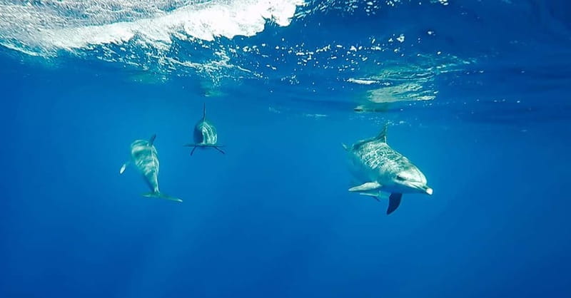 São Miguel: Wild Swimming with Dolphins - Key points before you book