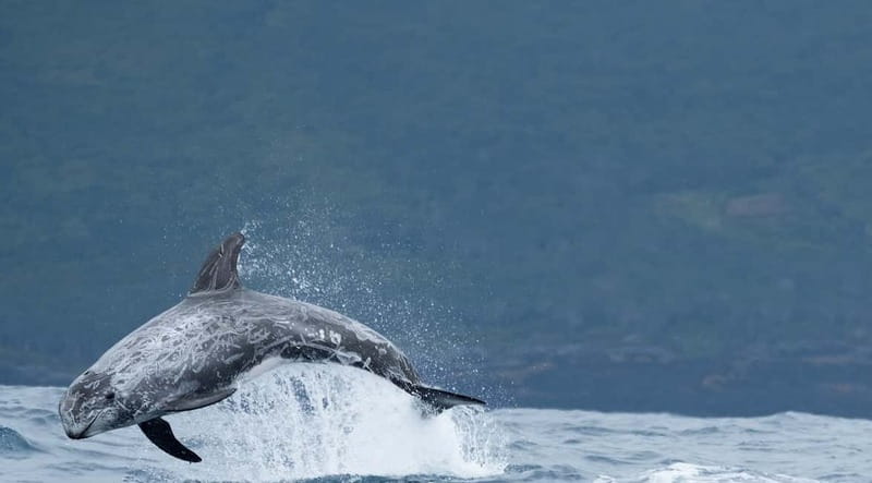São Miguel: Wild Swimming with Dolphins - Languages, flexibility, and cancellation