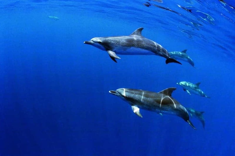 São Miguel: Wild Swimming with Dolphins - What the $171 price really covers
