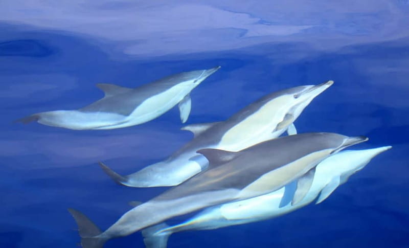 São Miguel: Wild Swimming with Dolphins - The ten-minute briefing in Ponta Delgada