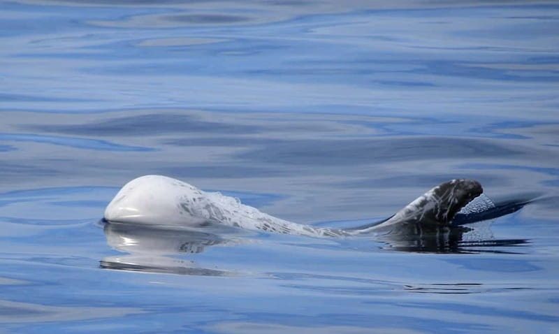 São Miguel: Wild Swimming with Dolphins - Searching for dolphins along São Miguel’s coast