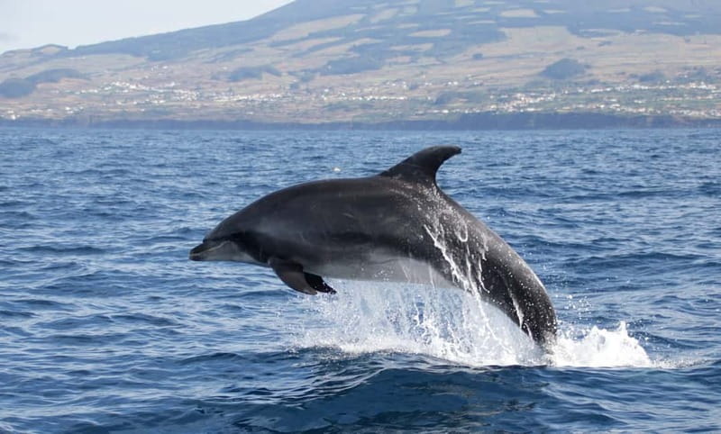 São Miguel: Wild Swimming with Dolphins - What swimming with the dolphins feels like