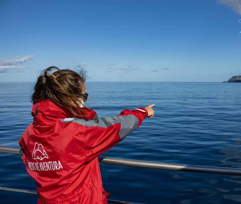 São Miguel: Wild Swimming with Dolphins - Respecting wild animals, not chasing a photo