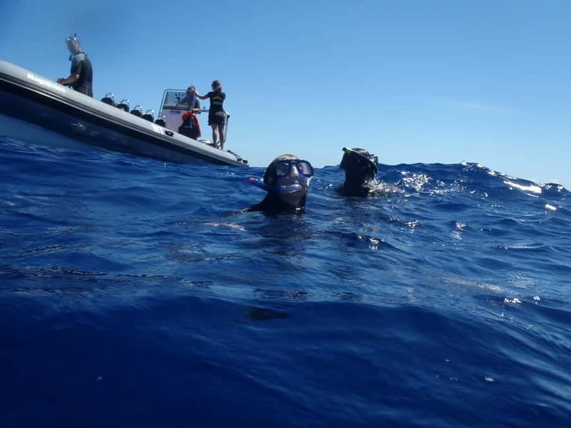 São Miguel: Wild Swimming with Dolphins - Starting at Marina Pêro de Teive
