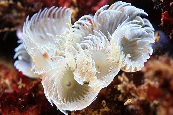 Scuba Diving Albufeira-Double Dive Trip - Starting at Easydivers in Albufeira Marina