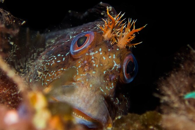 Scuba Diving Albufeira-Double Dive Trip - Second underwater session: another 50 minutes