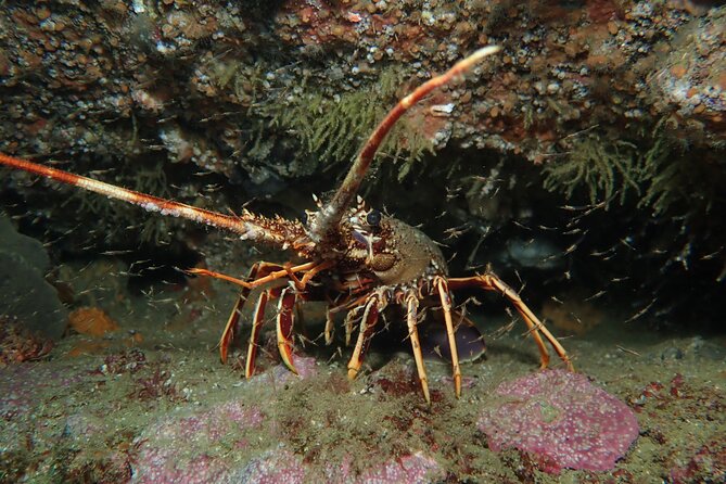 Scuba Diving Albufeira-Double Dive Trip - Logging the morning at the center