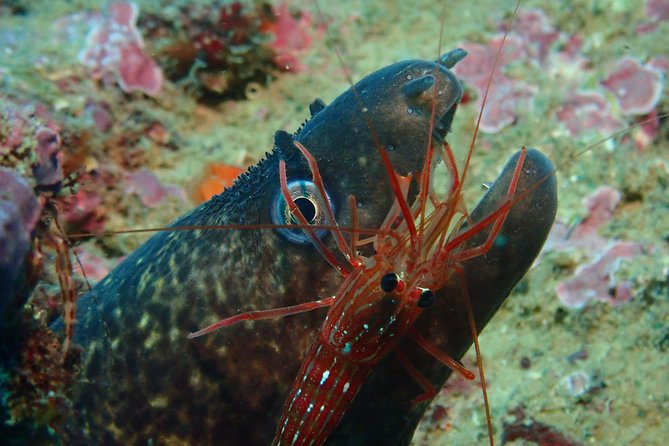 Scuba Diving Albufeira-Double Dive Trip - What the €101.59 price gives you
