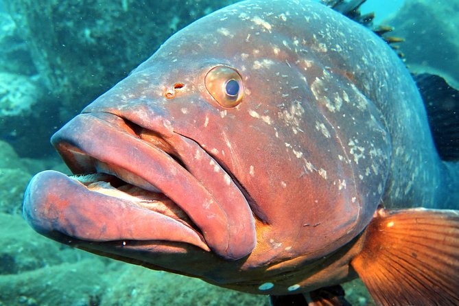 Scuba Diving Experience in Madeira - How long will you really spend underwater?
