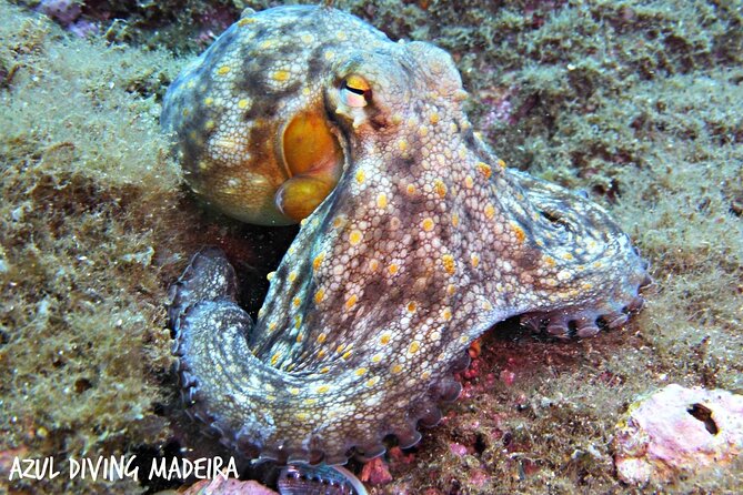 Scuba Diving Experience in Madeira - The instructors are the real strength